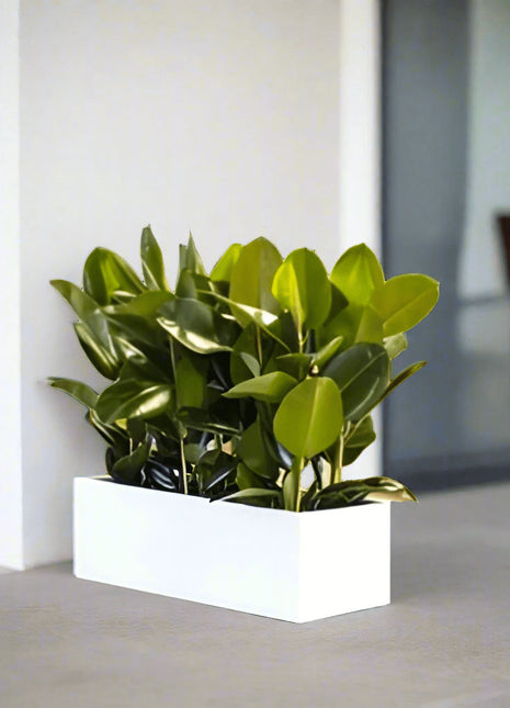 Rubber Plant Indoor or Ficus Elastica Trio in Rectangular Fiber Glass Planter (GRP) (90x30x30cm)