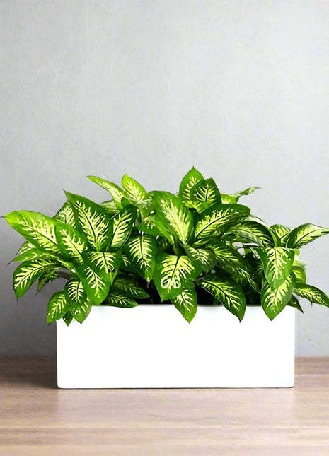 Dieffenbachia &#8216;Tropical Snow&#8217; Indoor Trio in Rectangular Fiber Glass Planter (GRP) (70x30x30cm)