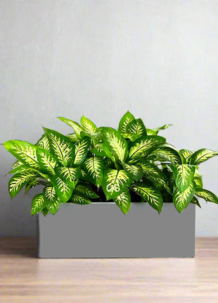 Dieffenbachia &#8216;Tropical Snow&#8217; Indoor Trio in Rectangular Fiber Glass Planter (GRP) (70x30x30cm)