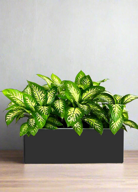 Dieffenbachia &#8216;Tropical Snow&#8217; Indoor Trio in Rectangular Fiber Glass Planter (GRP) (70x30x30cm)