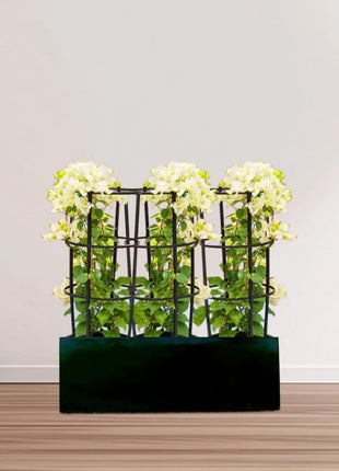 3 Bougainvillea Spectabilis  80 &#8211; 100cm in Grp Planter (100-30-30cm)