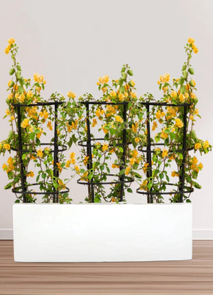 3 Bougainvillea Spectabilis  80 &#8211; 100cm in Grp Planter (100-30-30cm)