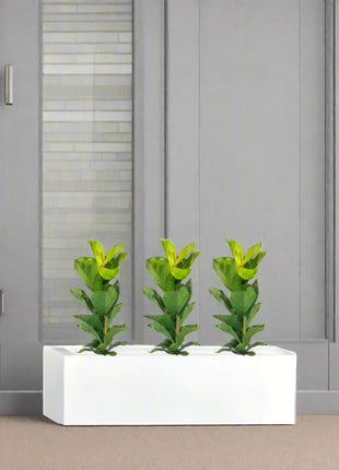 Ficus Lyrata Trio in Rectangular Fiber Glass Planter (GRP) (70x30x30cm)