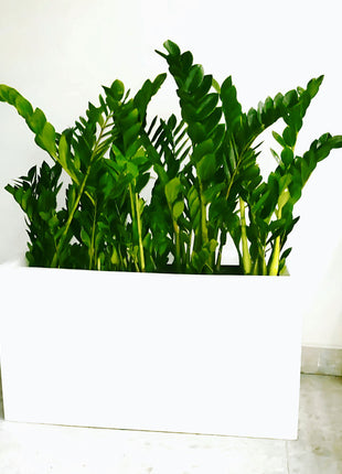 ZZ Plants Indoor in Fiber Glass Pot (GRP) (90-30-50cm)