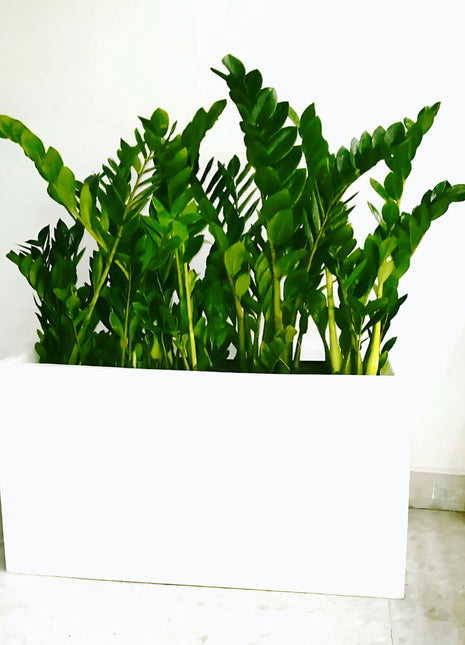 ZZ Plants Indoor in Fiber Glass Pot (GRP) (90-30-50cm)