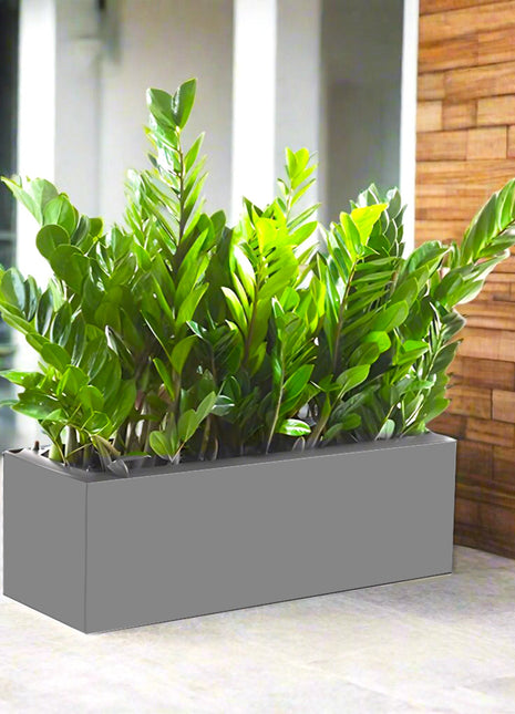 ZZ Plants Indoor in Fiber Glass Pot (GRP) (90-30-50cm)