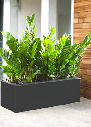 ZZ Plants Indoor in Fiber Glass Pot (GRP) (90-30-50cm)