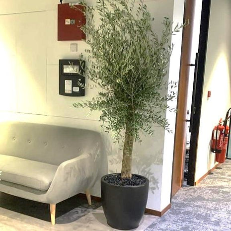 Big Olive 1.5 to 2m in Black Rolled Rim Pot Greensouq Special شجرة زيتون