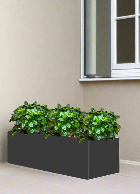 Gardenia Trio in Rectangular Fiber Glass Planter (GRP) (90x30x30cm)