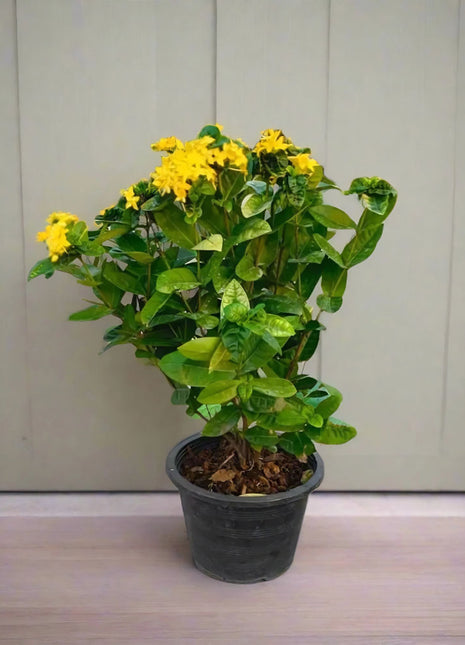 Ixora Coccinea 0.25-0.3m