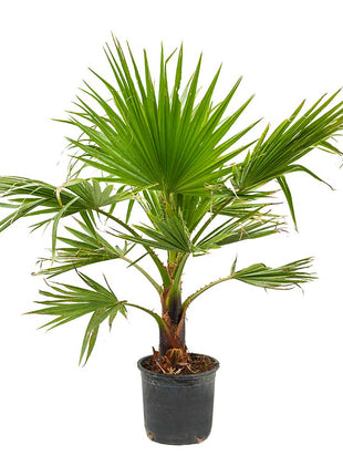 Washingtonia Robusta &#8220;Mexican Fan Palm&#8221;  Small in Rolled Rim Pot