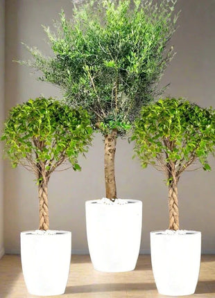 XL Olive Tree &amp; Twin Braided Bonsais