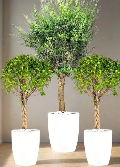 XL Olive Tree &amp; Twin Braided Bonsais