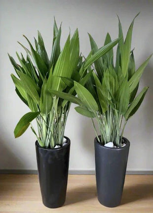 ASPIRADAS Bundle 1m to 1.2m Set of 2 Plants in Ceramic pots