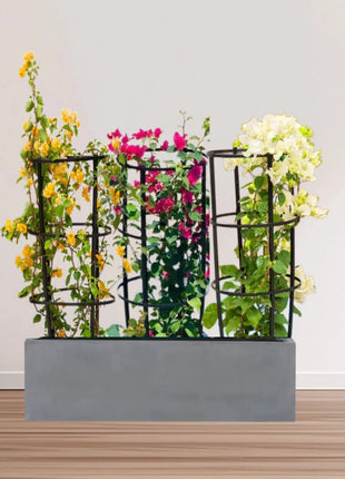 3 Bougainvillea Spectabilis  80 &#8211; 100cm in Grp Planter (100-30-30cm)