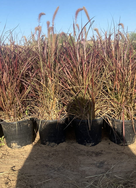 Pennisetum Rubrum (Purple Fountain Grass, African Fountain Grass, Tender Fountain Grass)