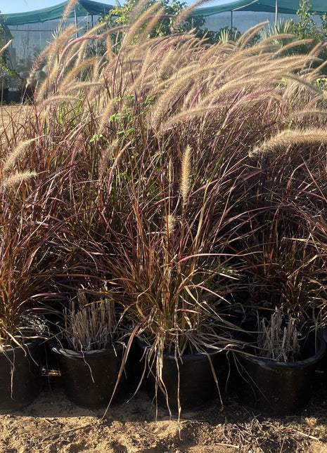Pennisetum Rubrum (Purple Fountain Grass, African Fountain Grass, Tender Fountain Grass)