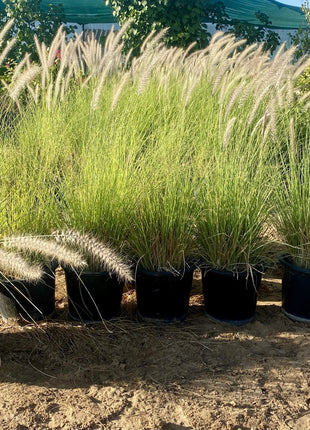 Pennisetum Setaceum | African Fountain Grass | Tender Fountain Grass