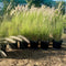 Pennisetum Setaceum | African Fountain Grass | Tender Fountain Grass
