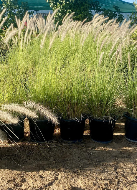 Pennisetum Setaceum | African Fountain Grass | Tender Fountain Grass