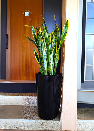 Office Snake Plant in Long Ceramic Pot 80-100cm