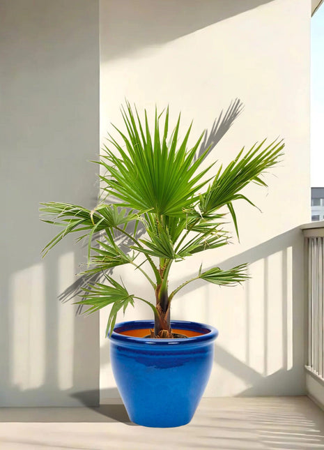 Washingtonia Robusta &#8220;Mexican Fan Palm&#8221;  Small in Rolled Rim Pot