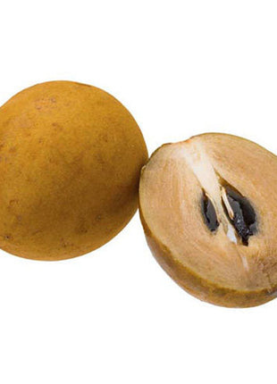 Chickoo Ball 1.0 &#8211; 1.2m