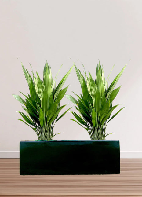 ASPIRADAS  1m to 1.2m Set of 2 Plants in Fiber Glass (GRP) Pot