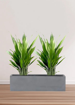 ASPIRADAS  1m to 1.2m Set of 2 Plants in Fiber Glass (GRP) Pot