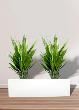 ASPIRADAS  1m to 1.2m Set of 2 Plants in Fiber Glass (GRP) Pot