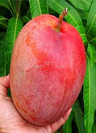Mango Thai Red 1.5-2.0m