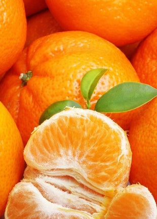 Citrus reticulata Mandarino 1.5-2.0m