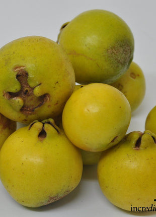 Minature Guava 40 &#8211; 60 Height