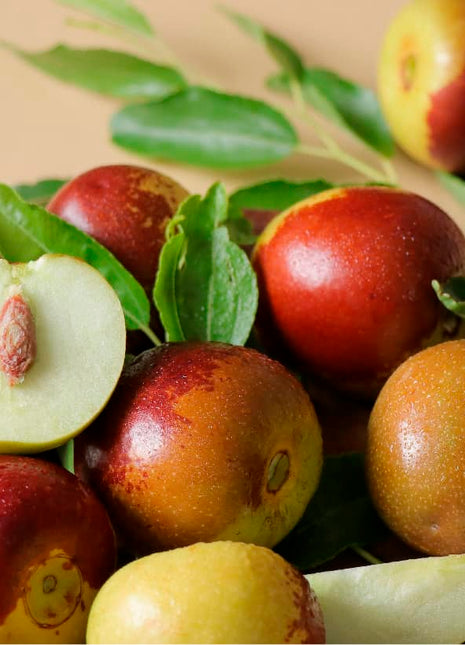 Ziziphus Jujuba Red Apple 1.5 &#8211; 2.0m