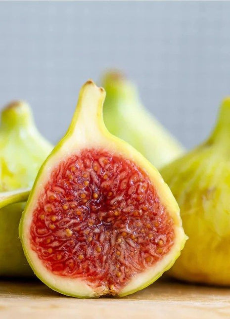 Fig Tree White 1.5-2.0m شجرة التين