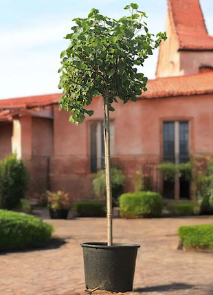 Hibiscus Tiliaceus &#8220;Beach Hibiscus&#8221;