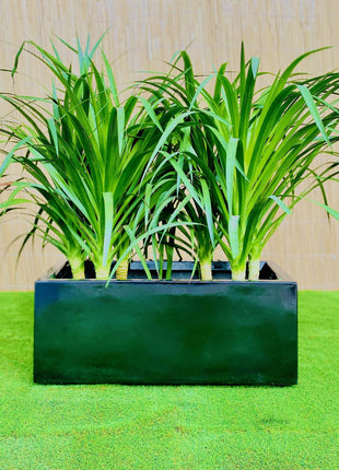 Dracaena Draco Duo, Drago or Dragon Tree in Fiber Glass pot (70x30x30)
