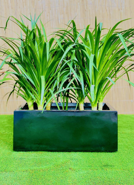 Dracaena Draco Duo, Drago or Dragon Tree in Fiber Glass pot (70x30x30)