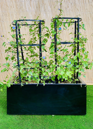 Jacquemontia Pentantha Duo &#8220;Sky Blue Cluster Vine&#8221; in Grp Pot (70x30x30)