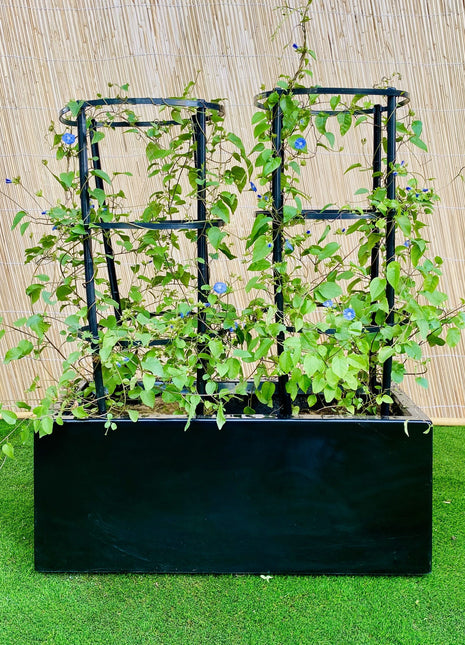 Jacquemontia Pentantha Duo &#8220;Sky Blue Cluster Vine&#8221; in Grp Pot (70x30x30)