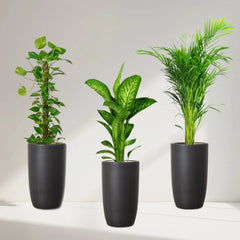New Year Plants Bundle in Black Ceramic Pot