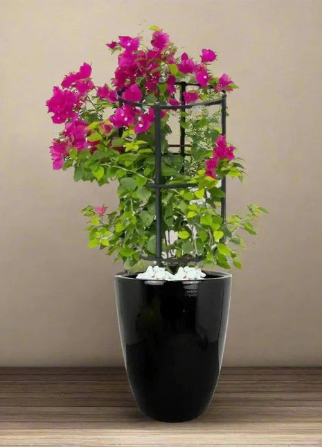 Bougainvillea In Black Ceramic Pot