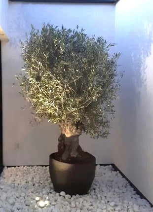 Thick Trunk Olive Tree &#8211; Fiber Pot