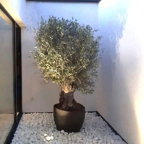 Thick Trunk Olive Tree &#8211; Fiber Pot