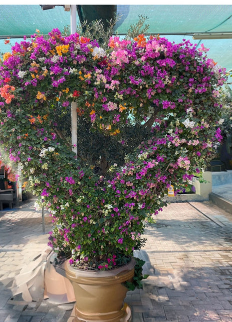 Bougainvillea Mix XL Heart Shape 2.0m-2.5m