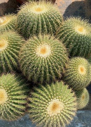 Echino Cactus Multi Head