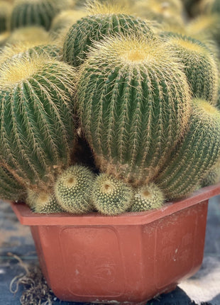 Echino Cactus Multi Head