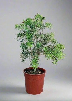 Callistemon viminalis &#8220;Bottle Brush Mini Red