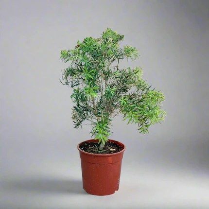 Callistemon viminalis &#8220;Bottle Brush Mini Red