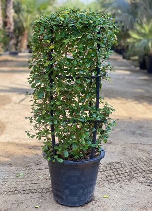 Ehretia 4 stick &#8220;Ehretia Microphylla&#8221; 60-80cm